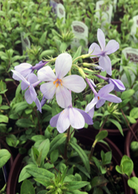 Phlox stolonifera 'Blue Ridge'